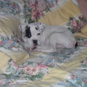 Ross sleeping on my sisters bed