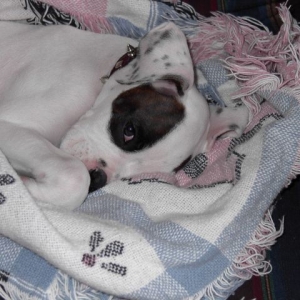 Ross curled up in his blanket