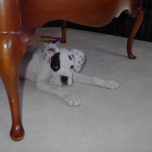 Roscoe, "hiding"