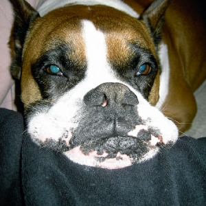 sleepy elvis