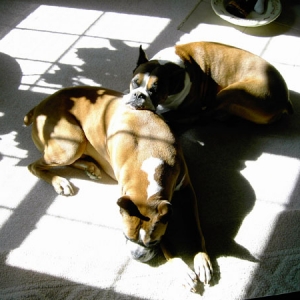 snoozing in the sun