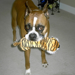 gus and his tiger