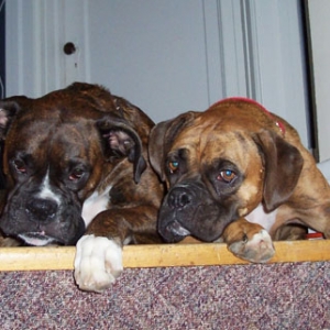 Life's RUFF when you are a boxer!