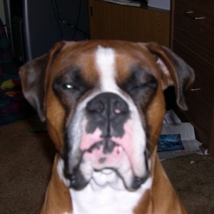 Papparazzi, Get Back!!!!