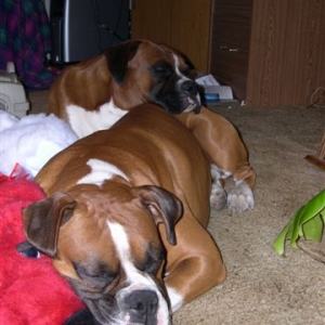Brotherly Love