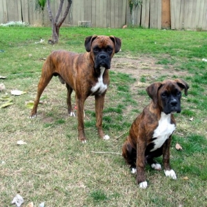 like father like son