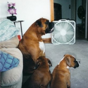 My Three Sons
