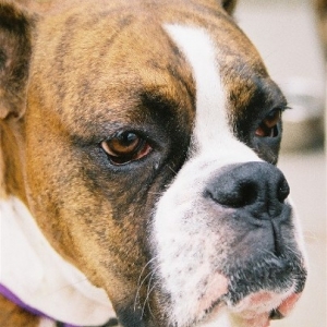 My Boy, Buster