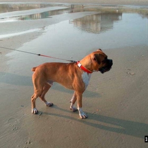 Junior ready to attack a seagull!