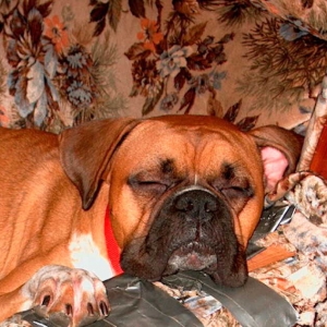Junior after a long day at the beach