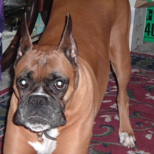 Magic, my playful baby girl...I miss you so much.
