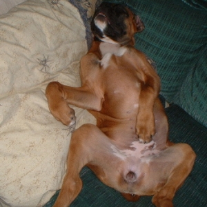 Lazy Dog Days Of....Winter!