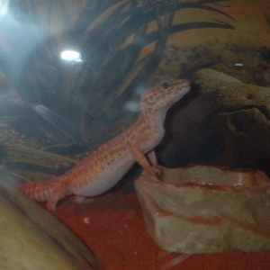Pandora- Gecko