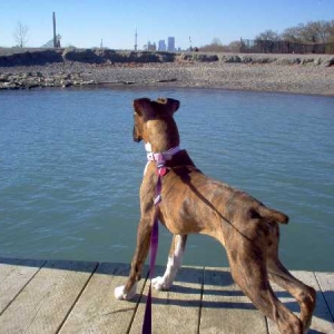 Chloe on guard