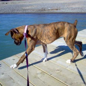 beach monkey