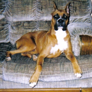 romeo_sitting