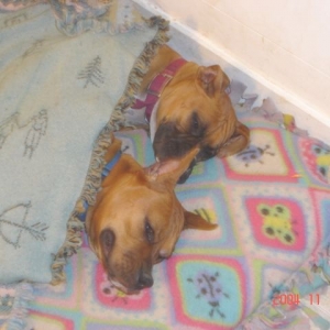 Snuggle Bugs