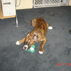 Kaiser at 4 mo. with frog see how I've grown