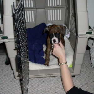 Gypsy's Crate