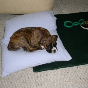 Pillow Thief