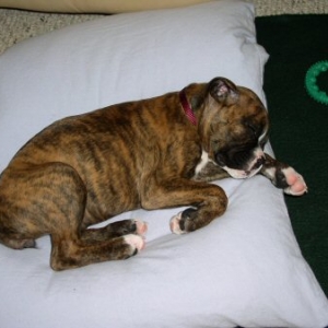 Pillow Thief
