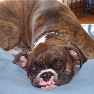smoosh face