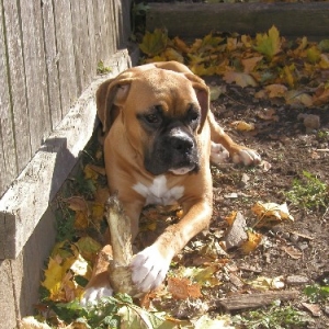"Bellie" in the Leaves