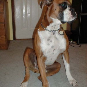 The "tail tuck" sit.