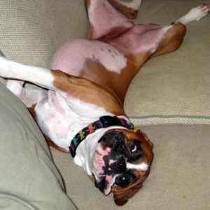 Comfy
