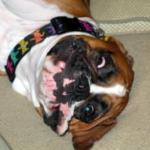 Silly Dog