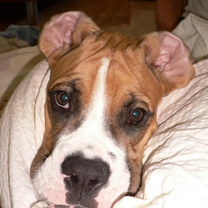 Mr. Cuddles alias Buster