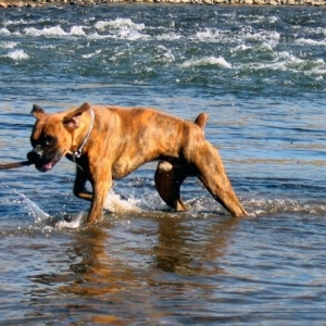 knee deep