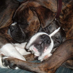 Luv Puppies