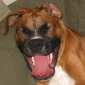 Toby Mid-Yawn