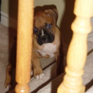 Frankie already behind bars.