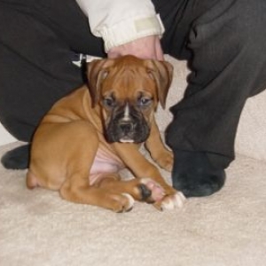 Boxers_026