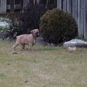 Frankie patrolling the yard.