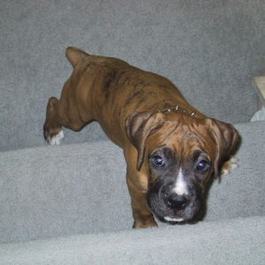 Drago 11 weeks