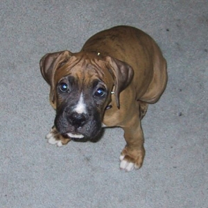 Drago 11 weeks