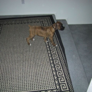 Drago 11weeks