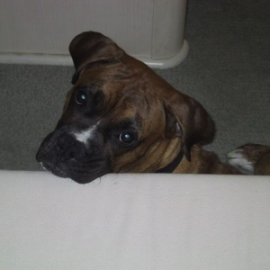 drago_couch