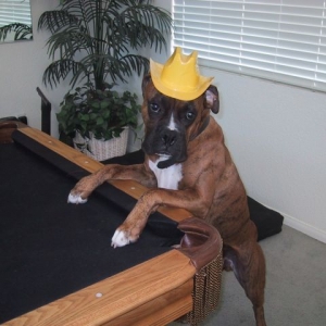 Drago playing pool