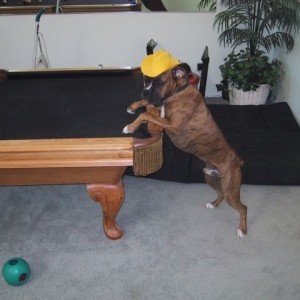 Drago playing pool