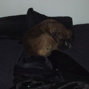 drago_in_bed