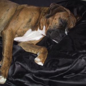 drago_in_bed2