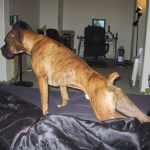 drago_stretch