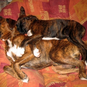 knocked out boxers