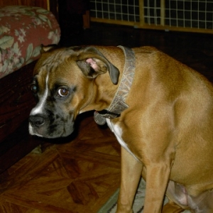 Echo