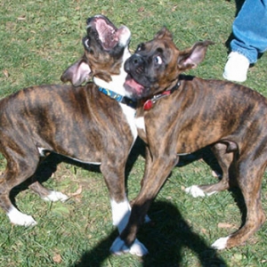 Boxer Crash!