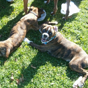 Smiling Wilson @ Boxer Bash